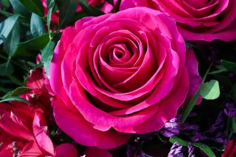 Rose pink Stock Photos