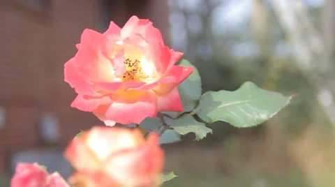 Rose Pink to Yellow Stock Footage 50450211