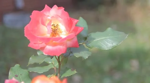 Rose Pink to Yellow Stock Footage 50450236