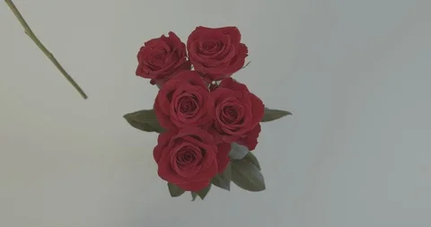Rose placed into Vase on White Background Stock Footage 124095899