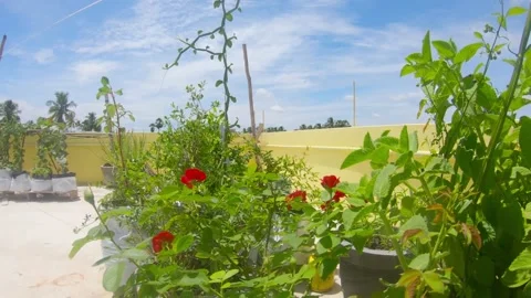 Rose plant 스톡 동영상 152521672