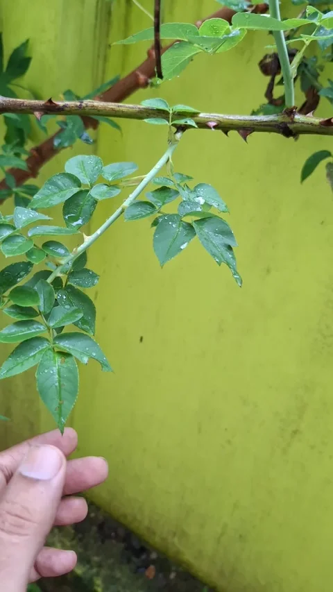 Rose plant green branch with sharp thorns close up Video stock 338040795
