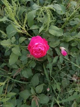 Rose plant Stockfoto's
