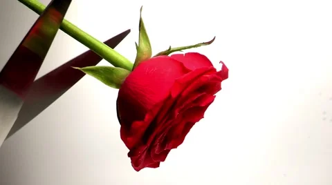 Rose, Plants Concept Props Stock Footage 64988202