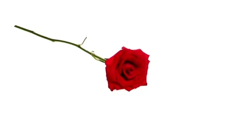 Rose, Plants Concept Props Stock Footage 64988220