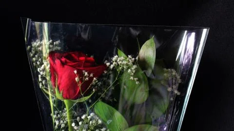 Rose In plastic Wrapper Stock Photos