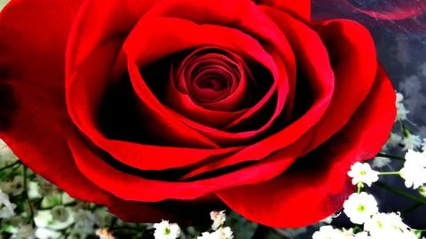 Rose In plastic Wrapper Stock Photos