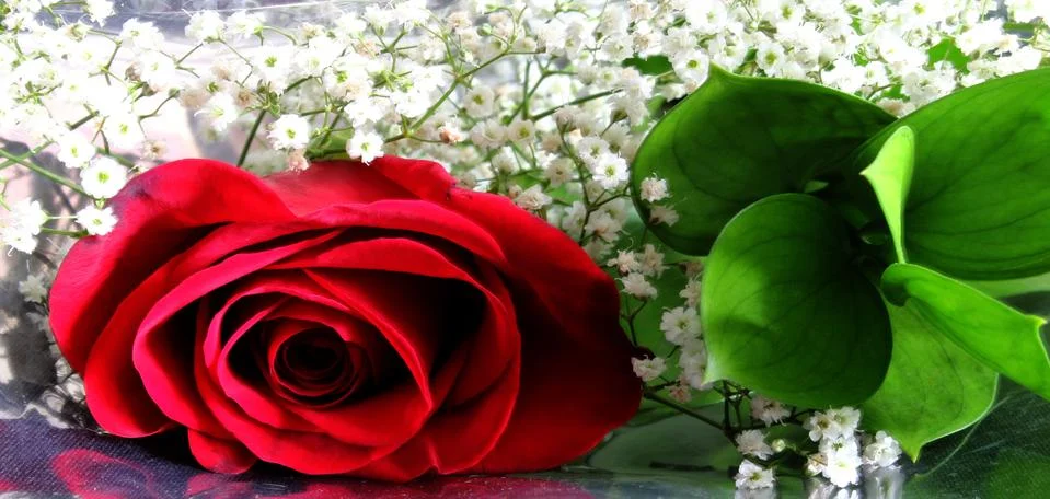 Rose In plastic Wrapper Stock-Fotos