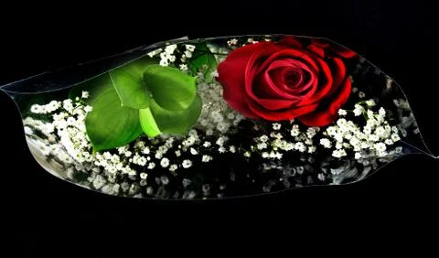 Rose In plastic Wrapper Stock Photos