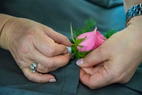 Rose in the pocket Stock Photos