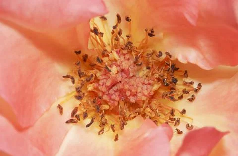 Rose pollen for pattern Stock Photos
