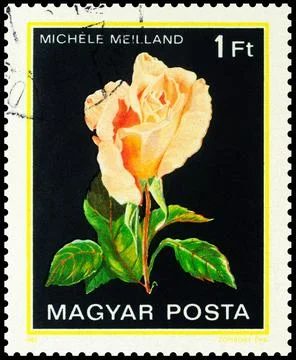 Rose on postage stamp Stock Photos