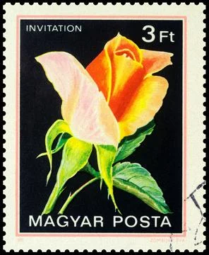 Rose on postage stamp Stock-Fotos