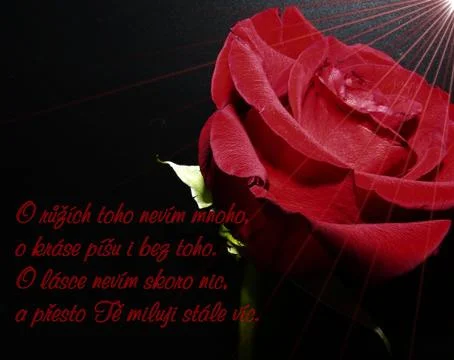 Rose postcard with text Stock Photos