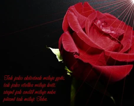 Rose postcard with text Stock Photos