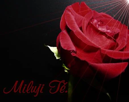 Rose postcard with text Stock Photos