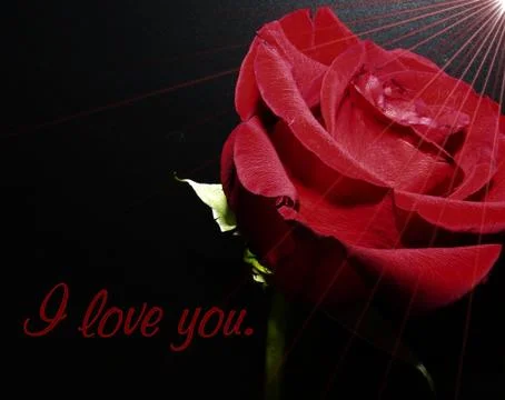 Rose postcard with text Stock Photos