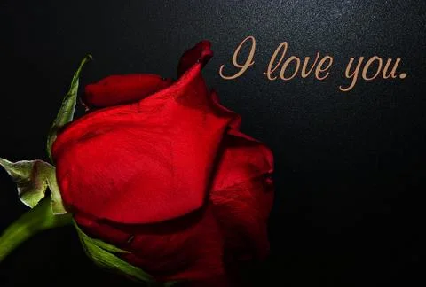 Rose postcard with text Stock Photos