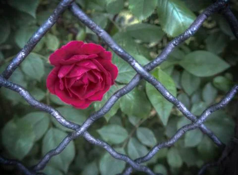 Rose in Prison Stock Photos