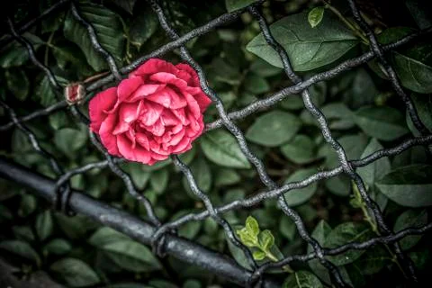 Rose in Prison Stock Photos