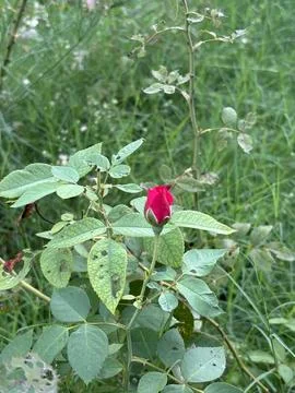 The rose is in the process of blooming, with its petals tightly furled toge.. Stock Photos