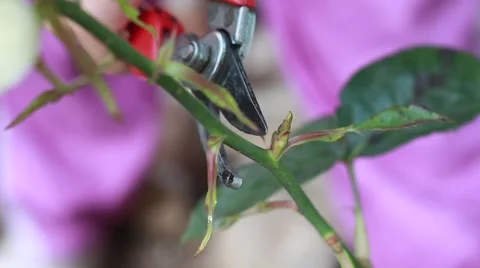 Rose pruning Vídeo Stock 64113516