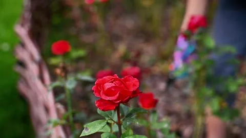 Rose pruning with garden shears Stock Footage 330479363