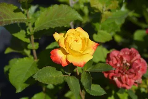 Rose Punch Stock Photos