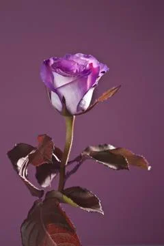 Rose purple Stock Photos