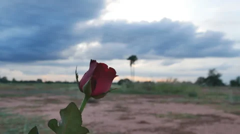 Rose put forward meadows in the background. 스톡 동영상 57996873