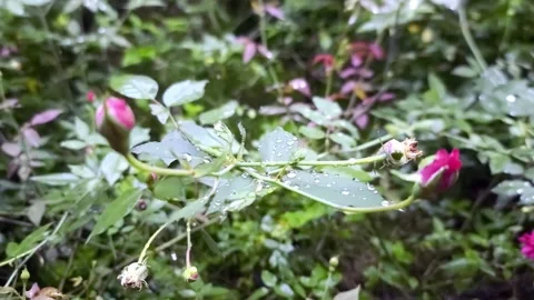 Rose in Rain Drop Day Stock Footage 259914041