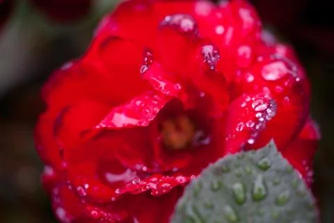 Rose with rain drops Stock Photos
