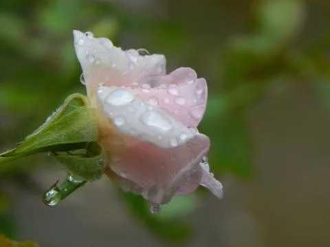 Rose with Rain Drops Stock Photos