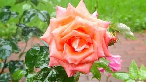 Rose in the rain. Macro Vídeo Stock 79740298