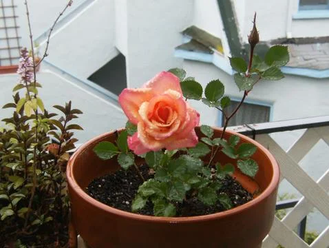 Rose Rain Stock Photos