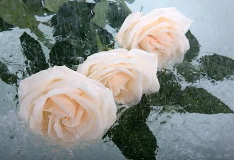 Rose in the rain 스톡 사진