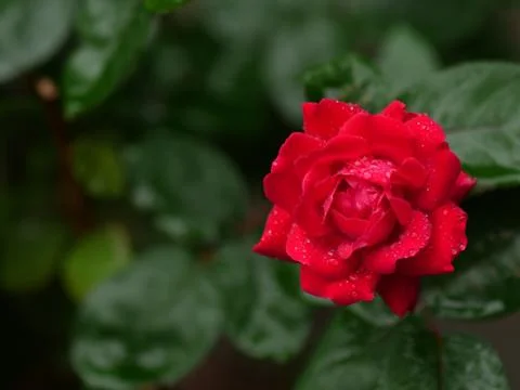 Rose in the Rain Stock Photos