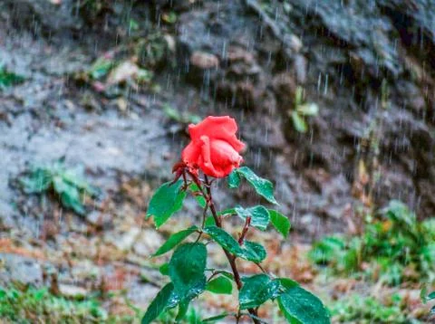 Rose in the rain Stock Photos
