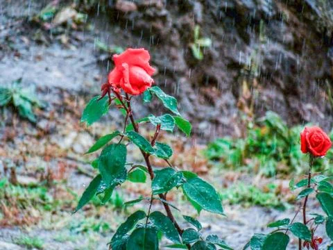 Rose in the rain Stock Photos