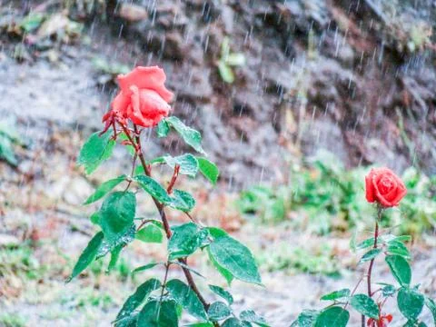 Rose in the rain Stock Photos