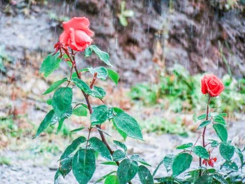 Rose in the rain Stock Photos