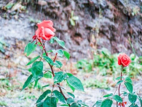 Rose in the rain Stock Photos