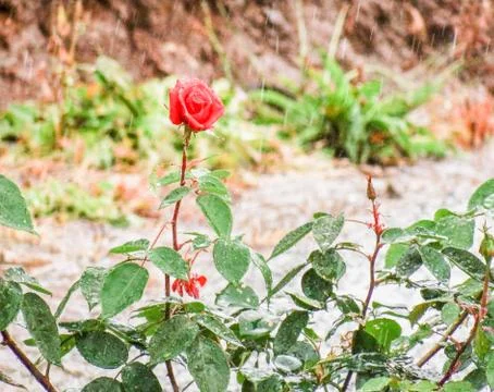 Rose in the rain Stock Photos