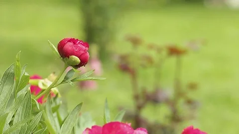 Rose with raindrops Stock Footage 76019586