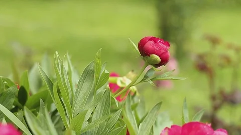 Rose with raindrops Stock Footage 76019706