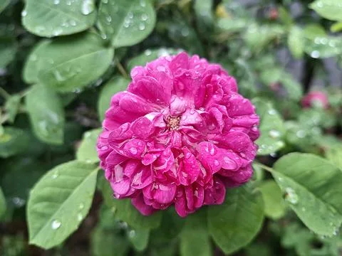 Rose with raindrops in May Фото