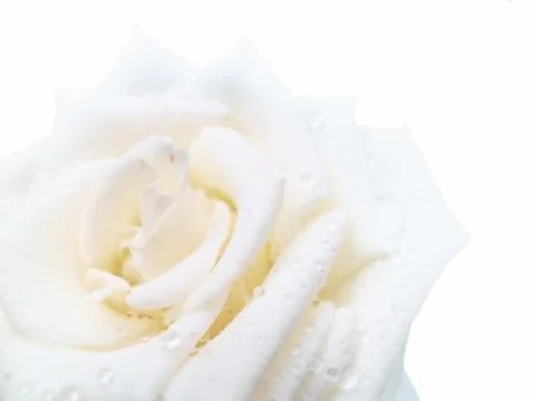 Rose with raindrops Stockfoto's