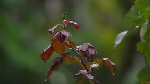 The Rose in rainy day Stock Footage 81964473
