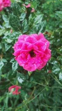 Rose in a rainy day Stock Photos