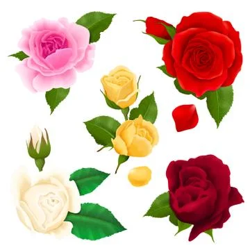 Rose Realistic Set Stock Illustration